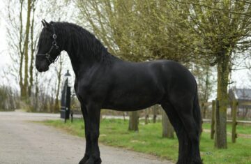 Wapman-Friesian-Stallion11