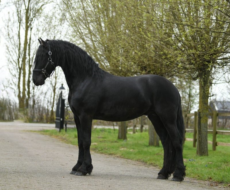 Wapman-Friesian-Stallion11