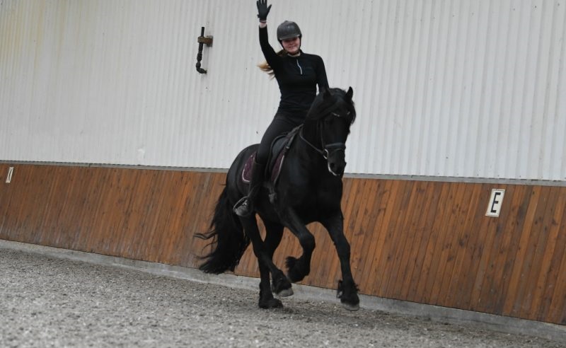 Wapman-Friesian-Stallion14