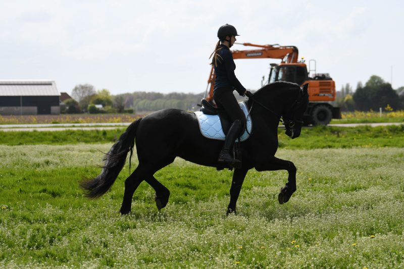 Wapman-Friesian-Stallion6