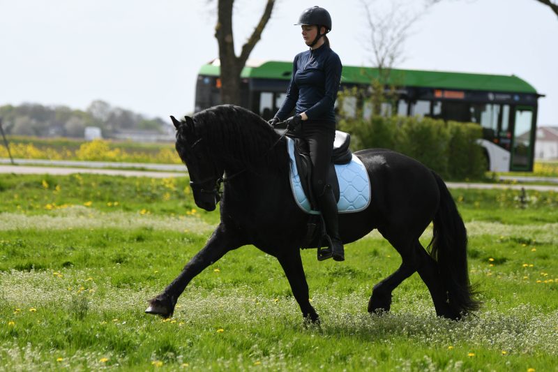 Wapman-Friesian-Stallion8-1