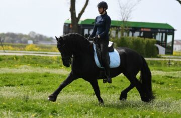 Wapman-Friesian-Stallion8