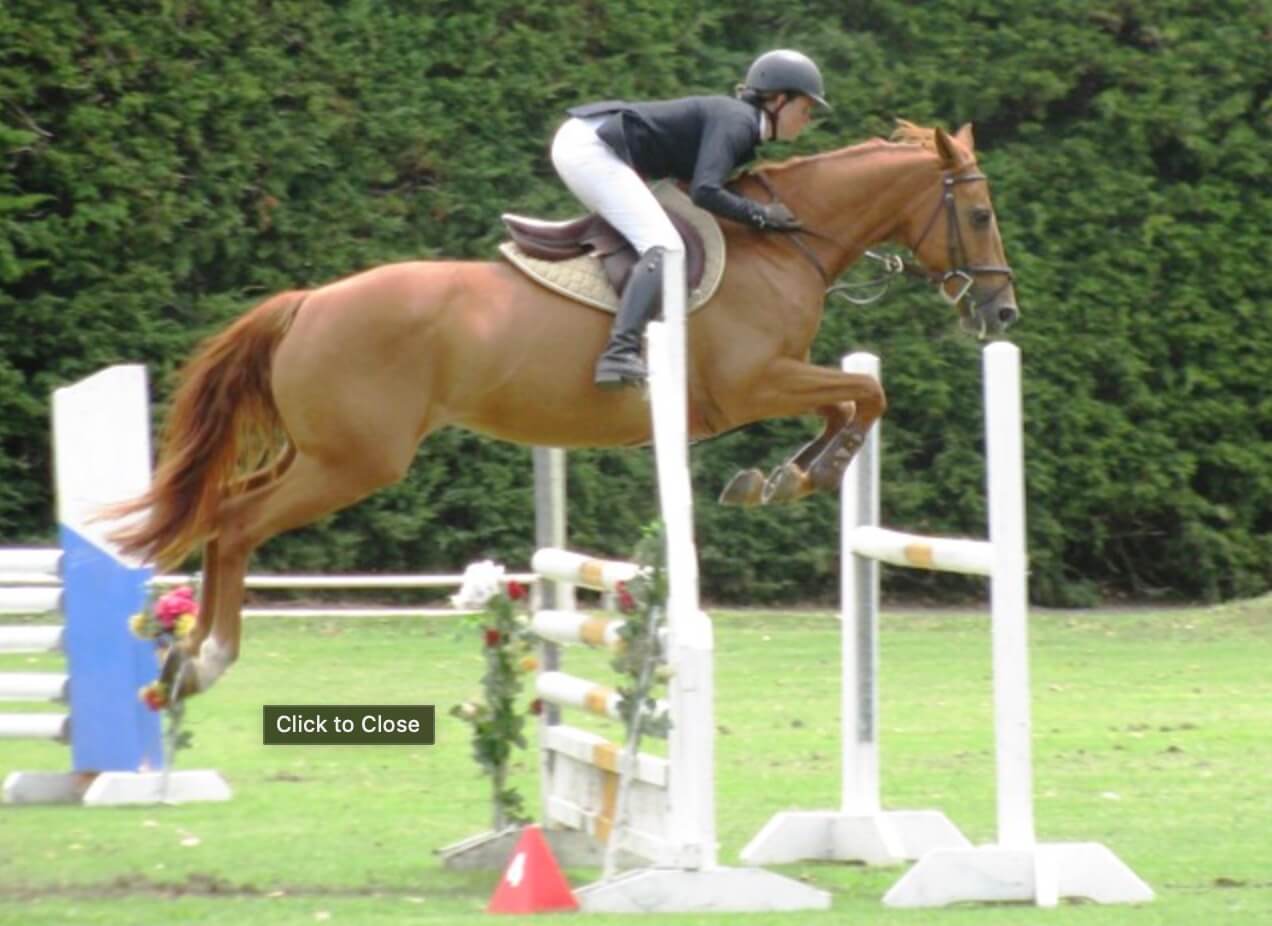 Weiti-Sport-Horses-in-New-Zealand