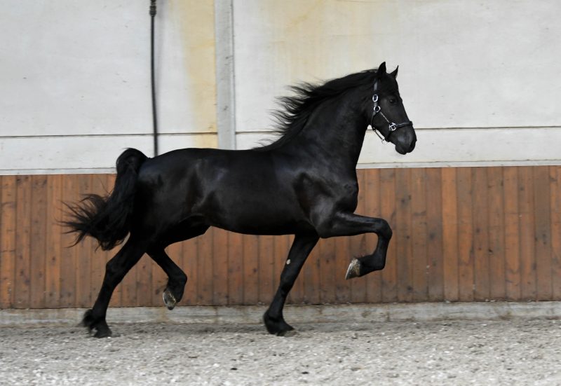 West-–-Star-Friesian-Stallion11