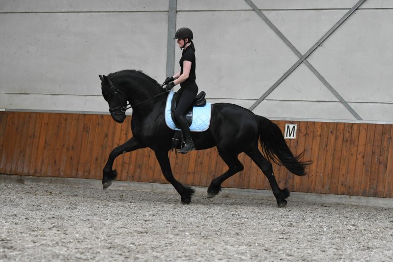 West-–-Star-Friesian-Stallion6