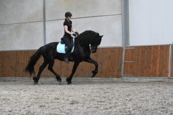 West-–-Star-Friesian-Stallion8