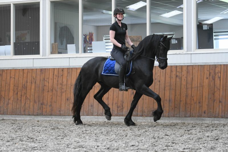 Westdon-Friesian-Gelding12