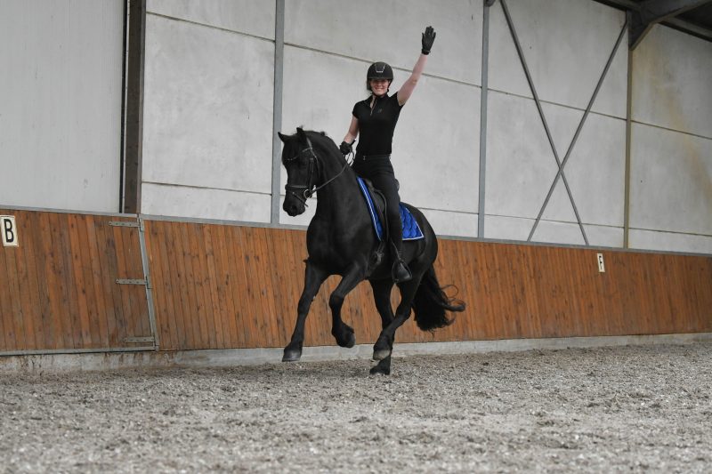 Westdon-Friesian-Gelding14