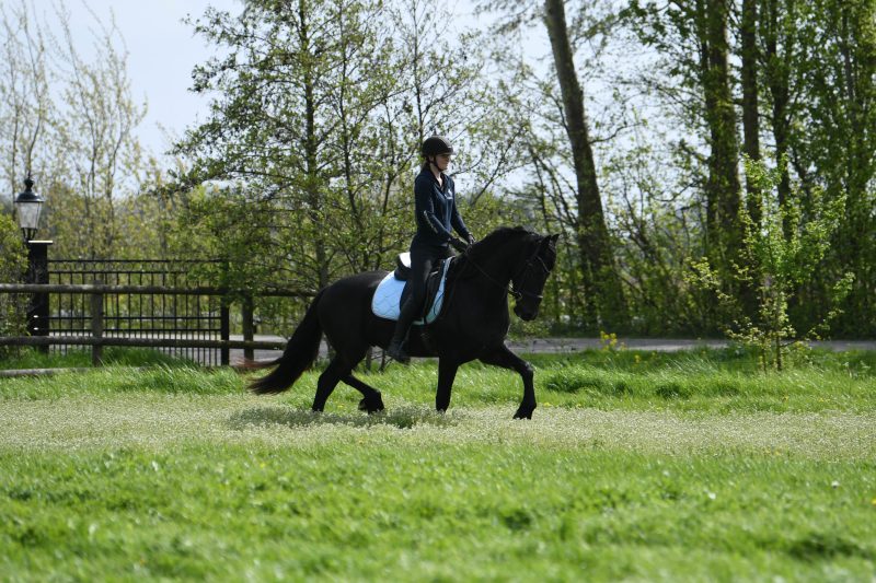 Westdon-Friesian-Gelding2