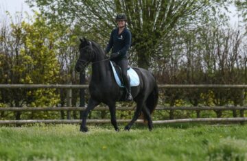 Westdon-Friesian-Gelding8