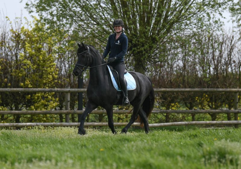 Westdon-Friesian-Gelding8