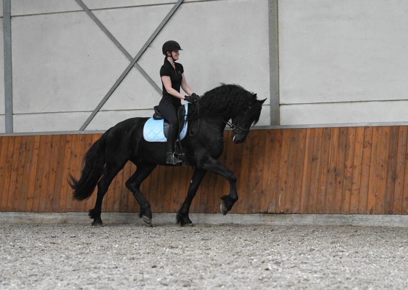 Western-–-Star-Friesian-Stallion