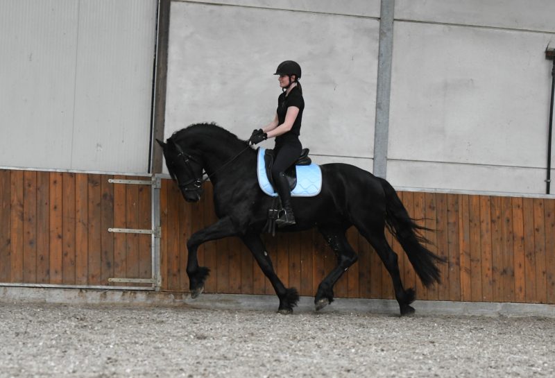 Western-–-Star-Friesian-Stallion1