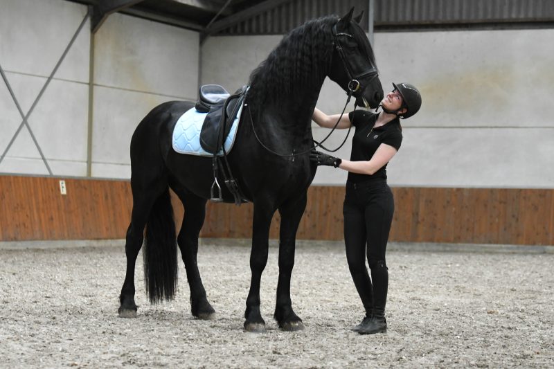 Western-–-Star-Friesian-Stallion5-1