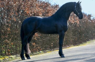 Western-–-Star-Friesian-Stallion9