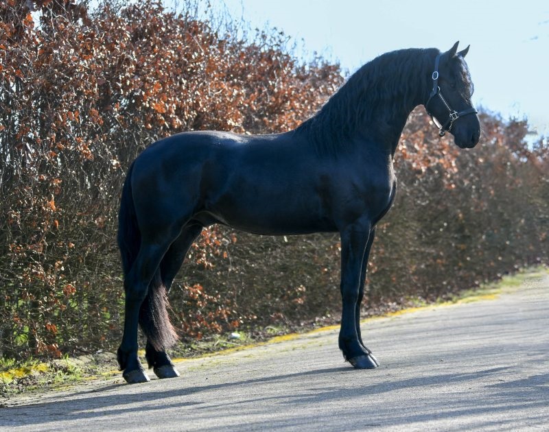 Western-–-Star-Friesian-Stallion9