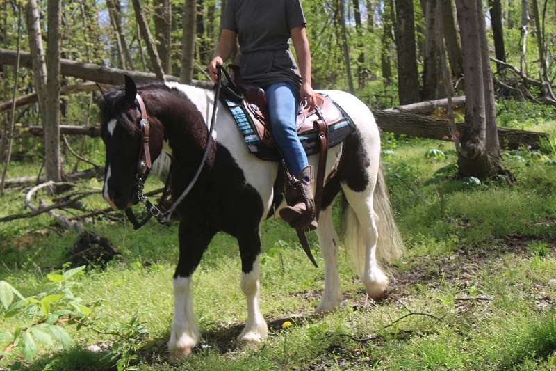 Winston-Gypsy-Vanner-Gelding10