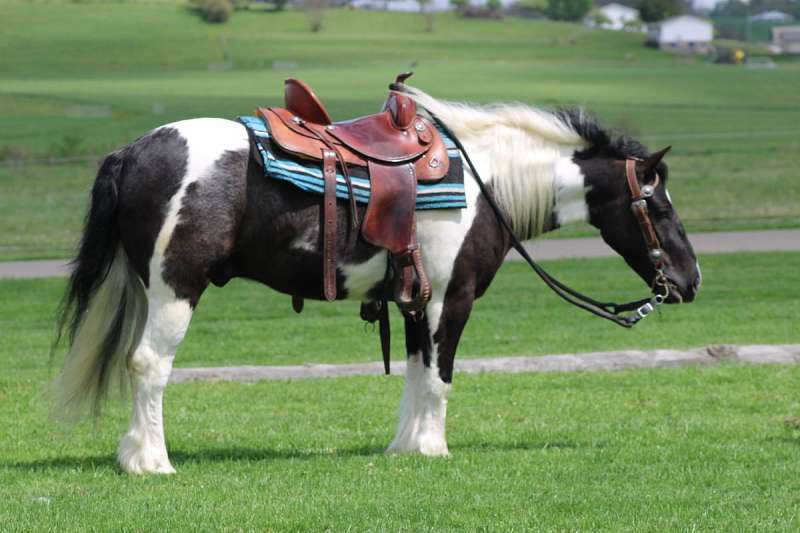 Winston-Gypsy-Vanner-Gelding12