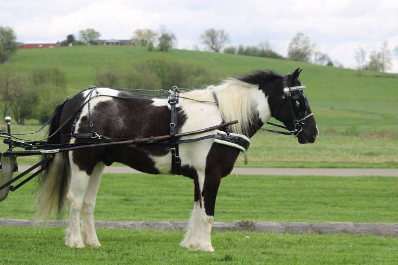 Winston-Gypsy-Vanner-Gelding13-1