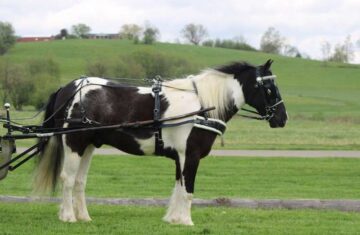 Winston-Gypsy-Vanner-Gelding13