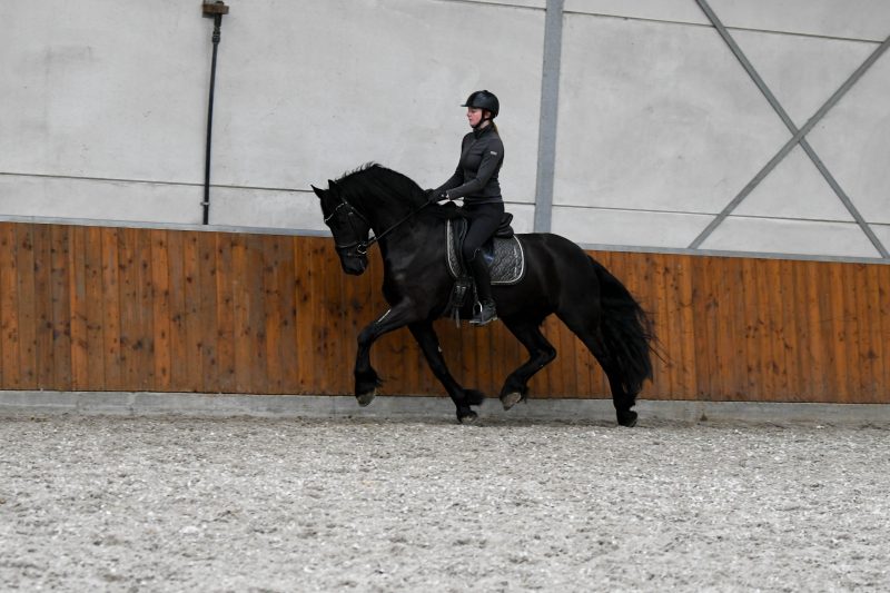 Young-Time-Friesian-Gelding