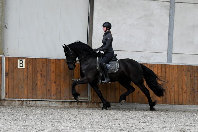 Young-Time-Friesian-Gelding1