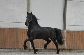Young-Time-Friesian-Gelding11