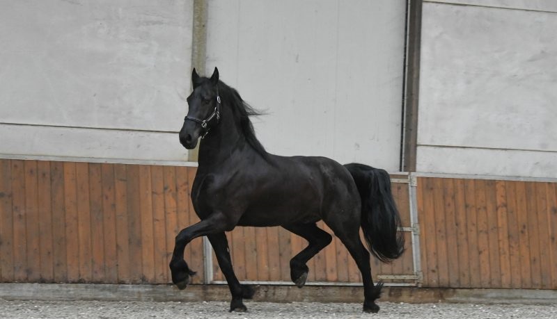 Young-Time-Friesian-Gelding11