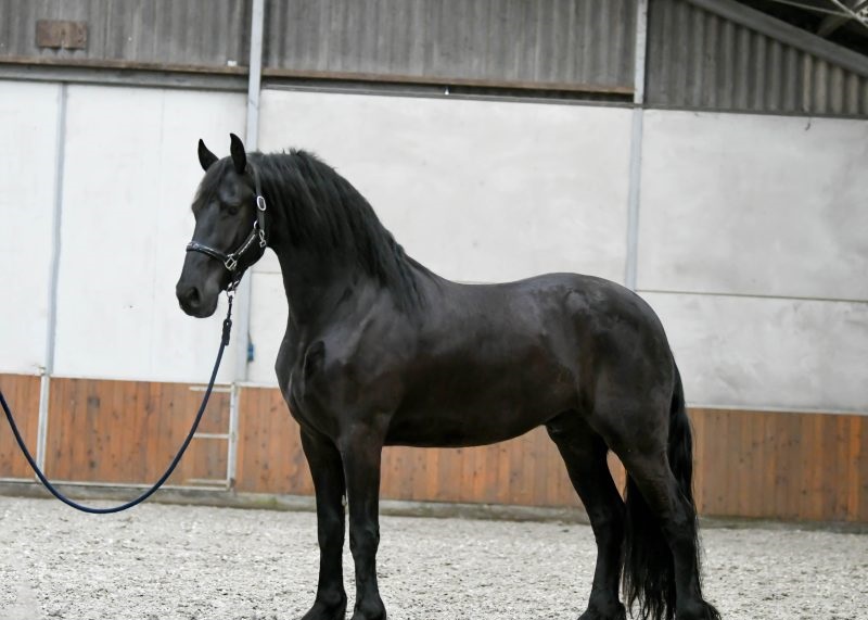 Young-Time-Friesian-Gelding12-1