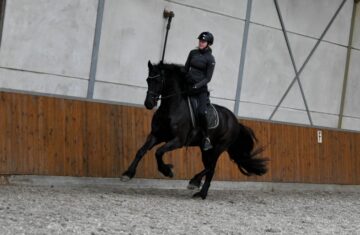Young-Time-Friesian-Gelding4