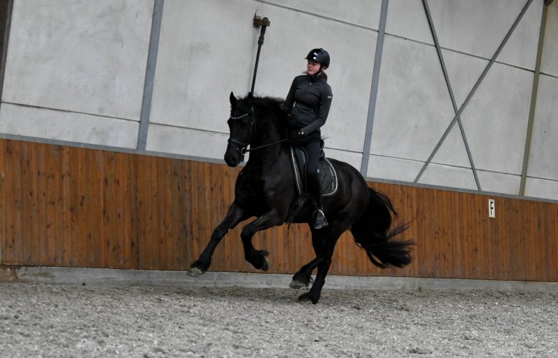 Young-Time-Friesian-Gelding4