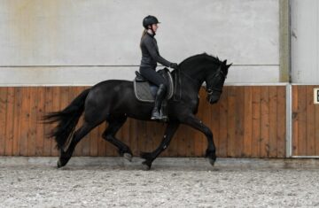 Young-Time-Friesian-Gelding6