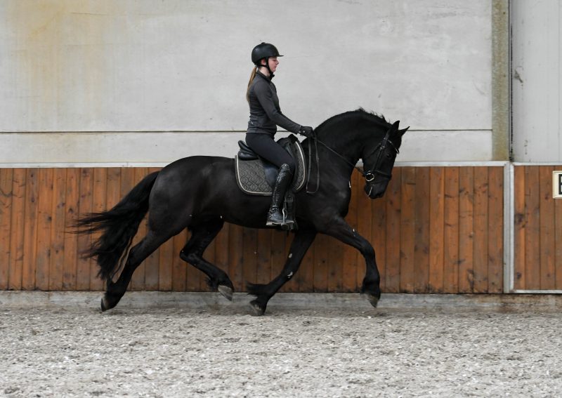 Young-Time-Friesian-Gelding6