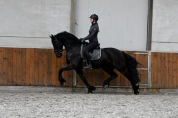 Young-Time-Friesian-Gelding7