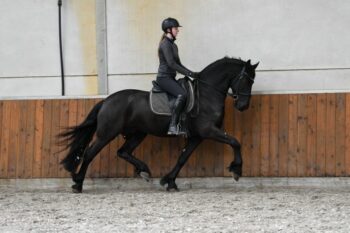 Young-Time-Friesian-Gelding8-2