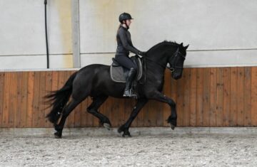 Young-Time-Friesian-Gelding8