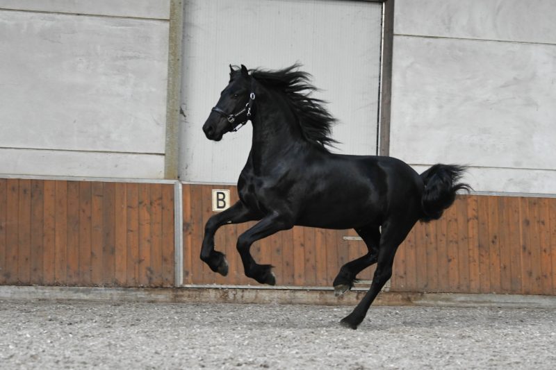 Young-–-Star-Friesian-Stallion4-1