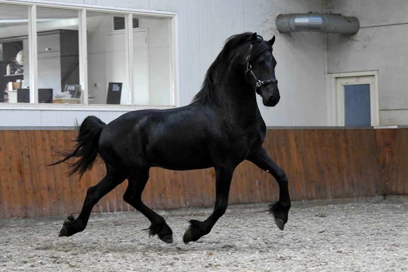 Young-–-Star-Friesian-Stallion5