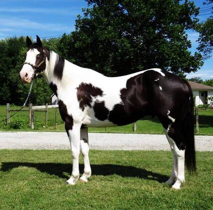 Beautiful Paint Horse gelding
