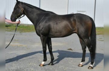 Zaman-Thoroughbred-Gelding
