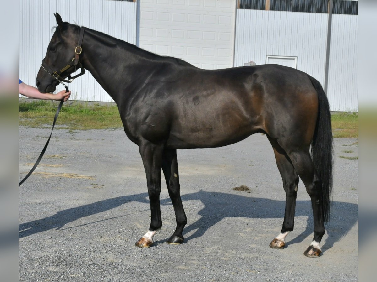 Zaman-Thoroughbred-Gelding
