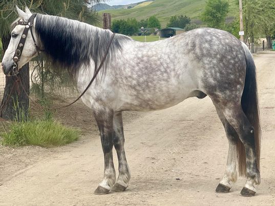 Zion-Andalusian-Gelding