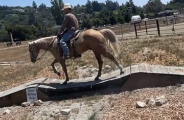 american-quarter-horse-gelding-11years-15-1-hh-palomino-trailhorses-ranch-riding-horses-paicines-ca_2dffa609-fa32-4550-865b-36e00f6e3c57