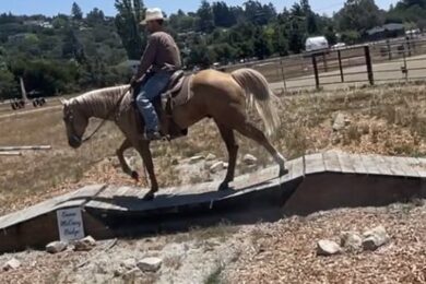 american-quarter-horse-gelding-11years-15-1-hh-palomino-trailhorses-ranch-riding-horses-paicines-ca_2dffa609-fa32-4550-865b-36e00f6e3c57