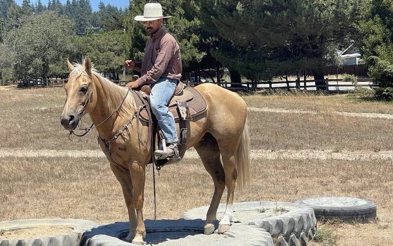 american-quarter-horse-gelding-11years-15-1-hh-palomino-trailhorses-ranch-riding-horses-paicines-ca_463b93d8-f42d-4004-be44-be98084fdba4