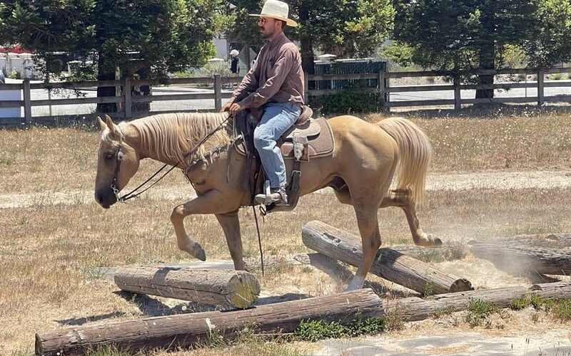 american-quarter-horse-gelding-11years-15-1-hh-palomino-trailhorses-ranch-riding-horses-paicines-ca_819ea954-318f-4fe7-8946-7313500495e9