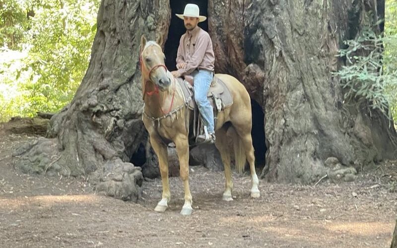 american-quarter-horse-gelding-11years-15-1-hh-palomino-trailhorses-ranch-riding-horses-paicines-ca_b19c8e74-e177-4caa-a280-59d2f55d504d