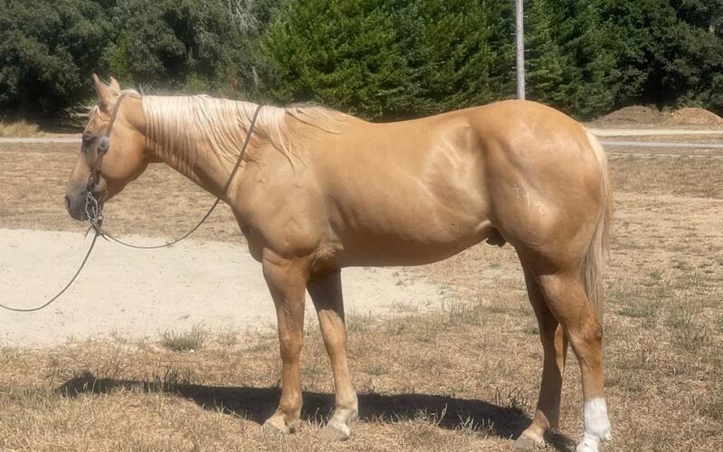 american-quarter-horse-gelding-11years-15-1-hh-palomino-trailhorses-ranch-riding-horses-paicines-ca_cec31147-2a74-4b5b-81cf-6d7ffc37973b