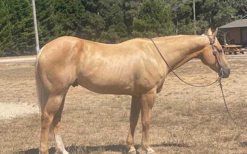 american-quarter-horse-gelding-11years-15-1-hh-palomino-trailhorses-ranch-riding-horses-paicines-ca_ec2aa7aa-90aa-4672-8524-29b44c7612cf