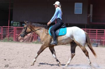 appaloosa-gelding-3years-15-1-hh-buckskin-trailhorses-english-pleasure-showhorses-westernhorses-carthage_3d33a7d3-535d-47bb-8ba1-6ab3ab90aa38
